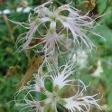 Dianthus superbus fleur (2)